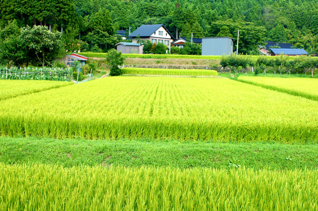 Niigata_ricefield1