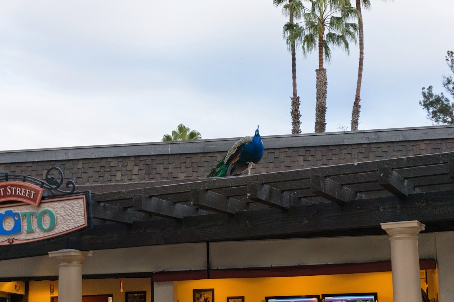 San Diego Roaming Peacock