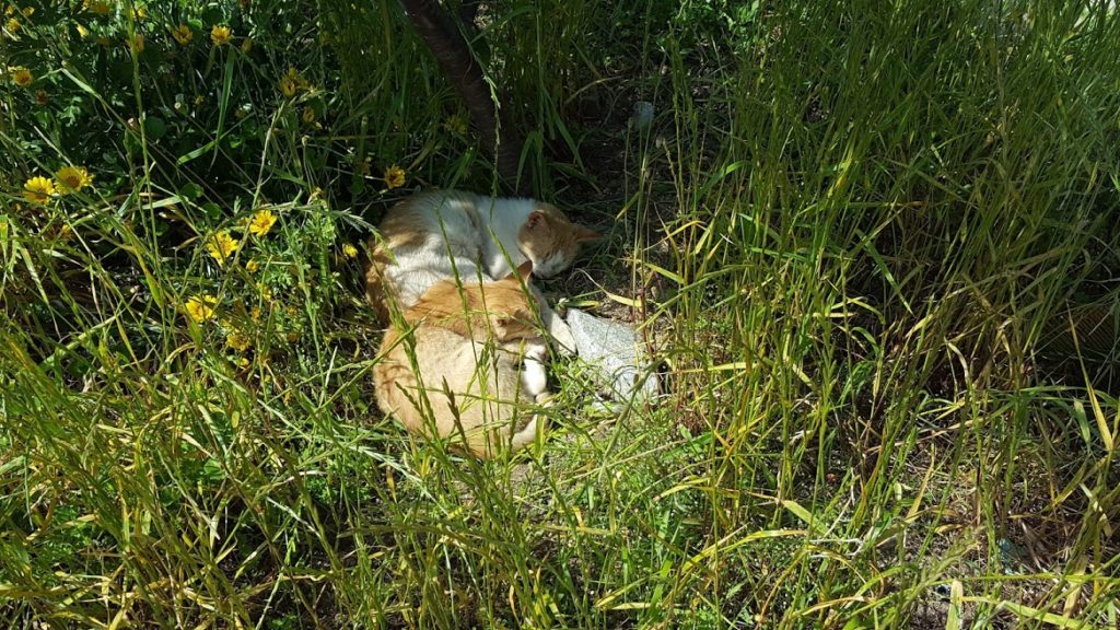 Kitties hiding in the bushes!