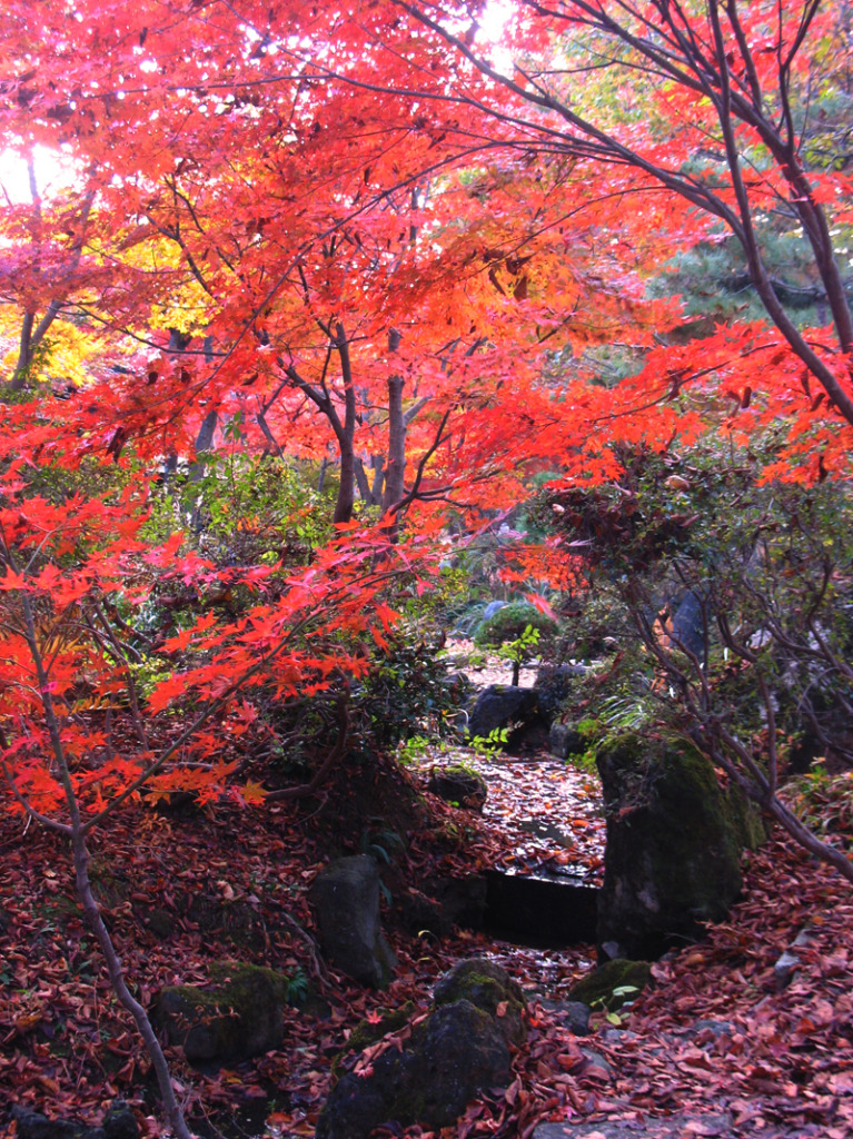 Discover the Best Places to See Autumn Foliage in Japan: A Comprehensive Guide