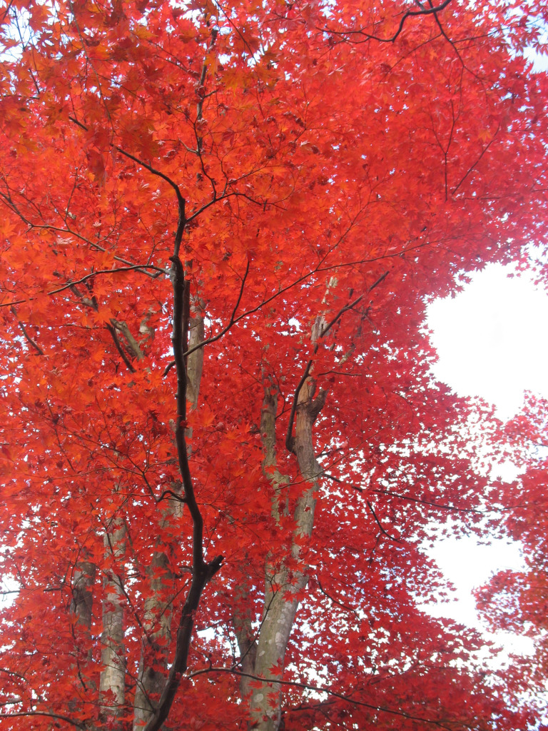 Didn't think trees could turn this red, right?