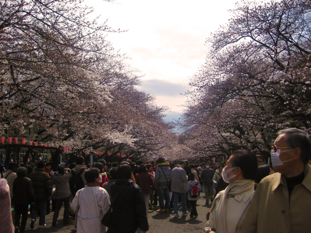 All of the Sakura in Ueno